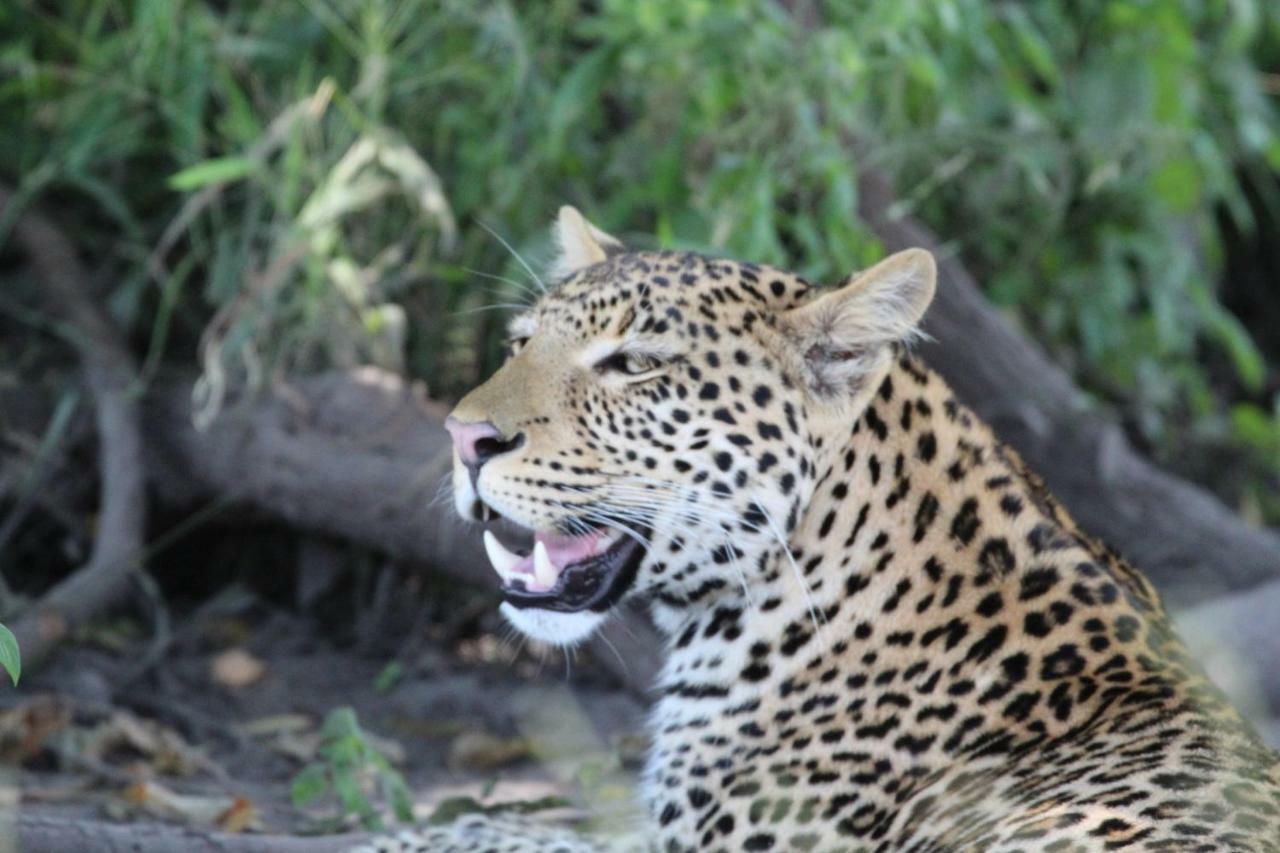 Tlou Safari Lodge คาซาเนอ ภายนอก รูปภาพ