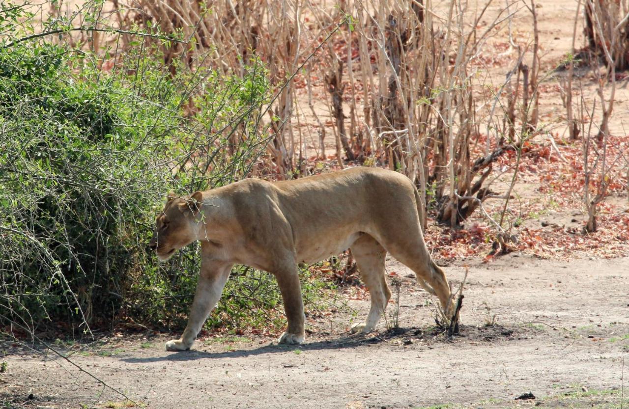 Tlou Safari Lodge คาซาเนอ ภายนอก รูปภาพ